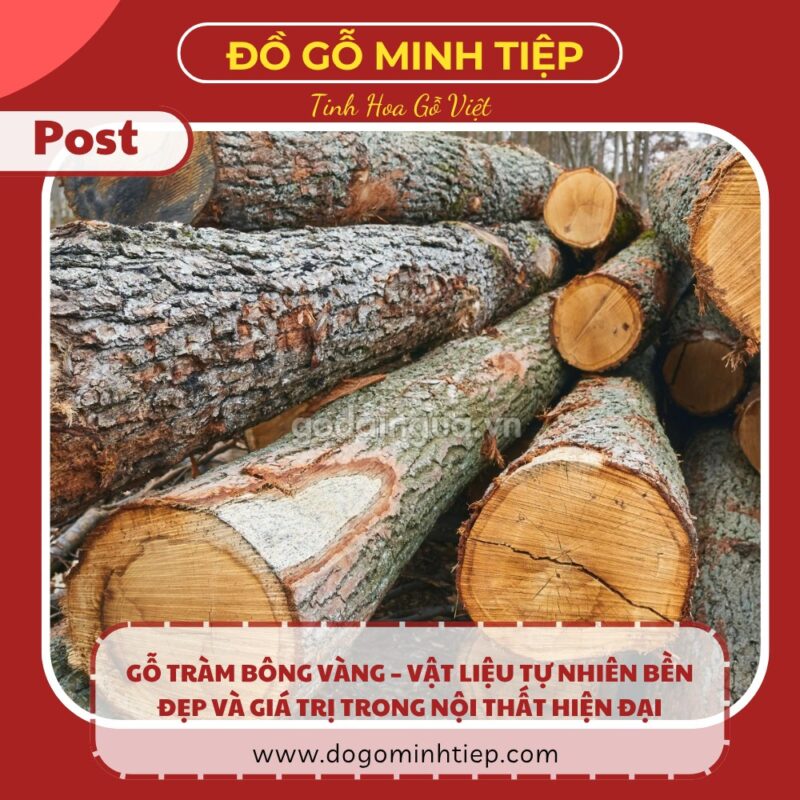 gỗ tràm bông vàng