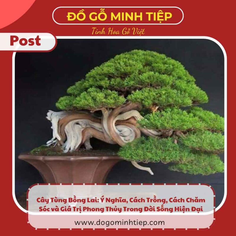 cây tùng bồng lai